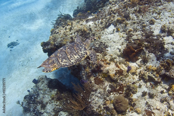 Fototapeta Hawksbill Sea Turtle