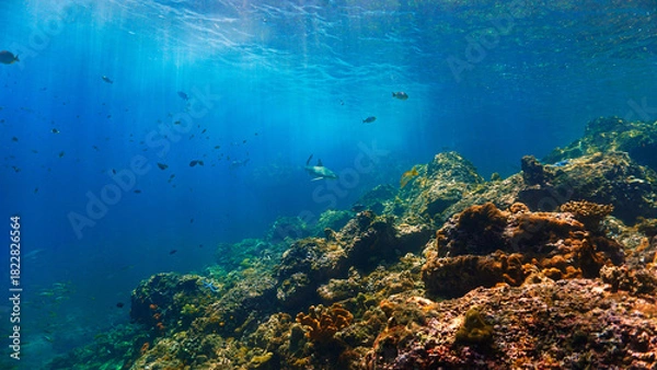 Fototapeta Underwater photography of a Blacktip reef shark in rays of sunlight. Off the coast of the island Koh Lanta in Thailand. 