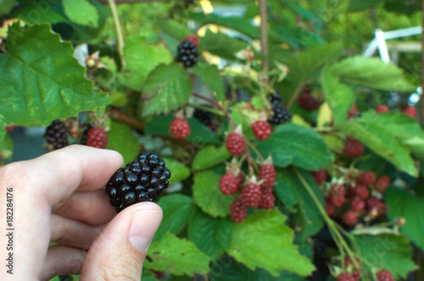 Obraz blackberry picked with hand
