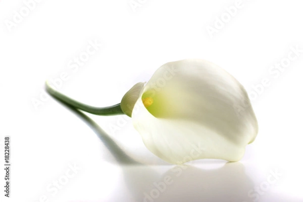 Fototapeta Biała Calla