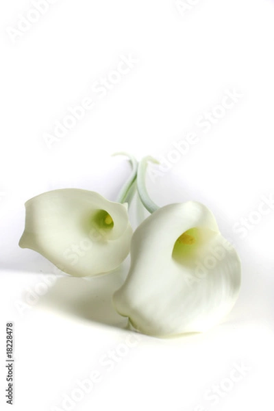 Fototapeta Biała Calla