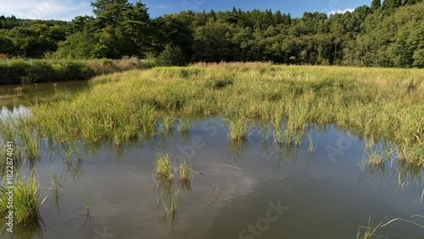 Obraz 農村の外れにあるため池