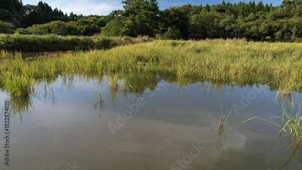 Obraz 農村の外れにあるため池