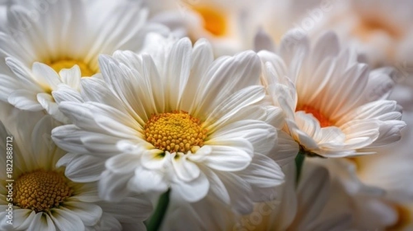 Obraz Close-up of a bouquet of vibrant, pure white daisies with bright yellow and orange centers