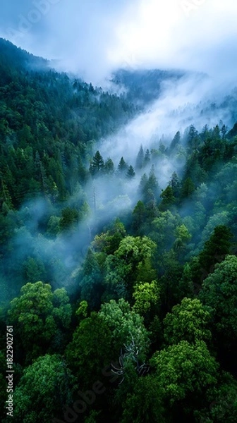 Obraz Lush Green Forest Covered in Misty Fog in Mountain Landscape