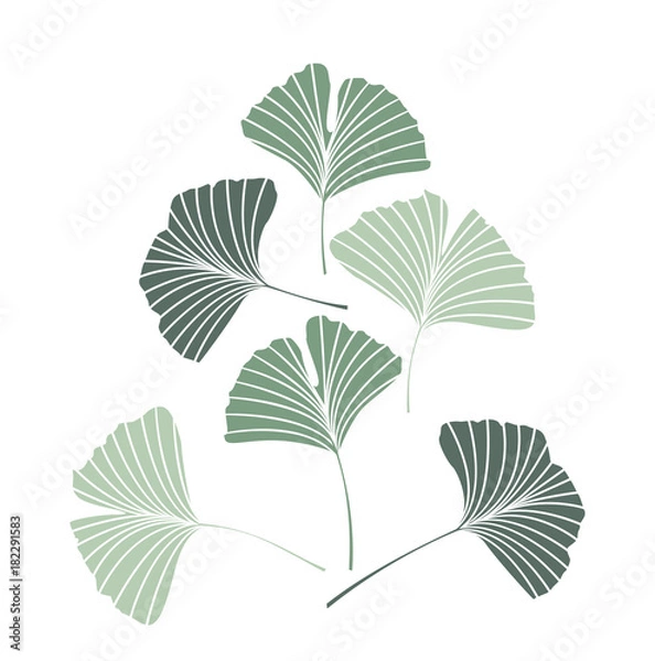 Obraz Ilustracja wektorowa liści ginkgo biloba. Natura tło z liśćmi.