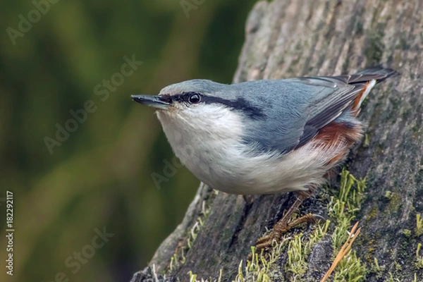Obraz small bird nuthatch