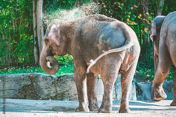 Obraz An Asian elephant takes a cooling dust bath in a natural enclosure. Another elephant is partially visible walking past trees in the background