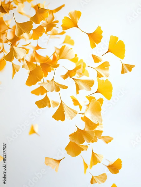 Obraz Yellow Ginkgo Leaves Descending in Air Captured with Bright Fall Colors on Transparent Background