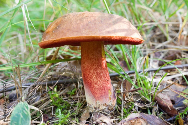Obraz Dotted stem boletus on forest floor with grass