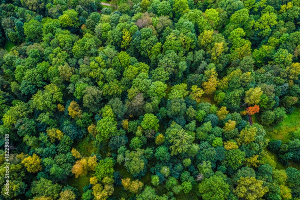 Fototapeta Aerial view of autumn trees. Colorful trees from above.