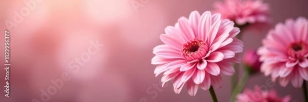 Fototapeta Soft pink gerbera flowers, romantic floral background, blurry bokeh, floral background, vibrant color