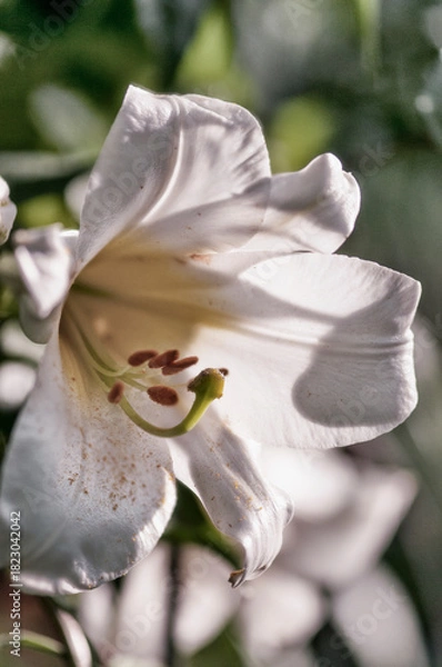 Obraz White Lilium regale Flower Close-up in Summer Garden. Chinese Trumpet Lilies