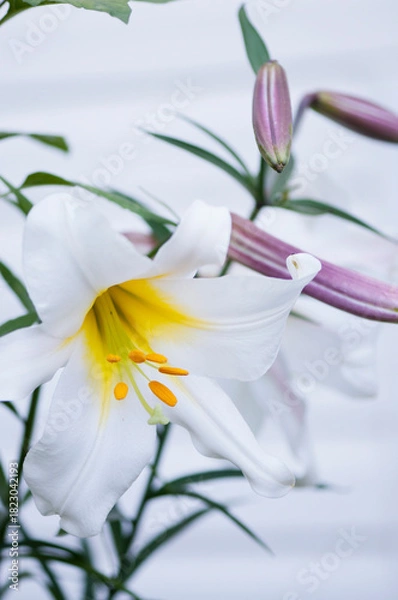 Obraz White Lilium regale Flower and Buds in Summer Garden. Chinese Trumpet Lilies