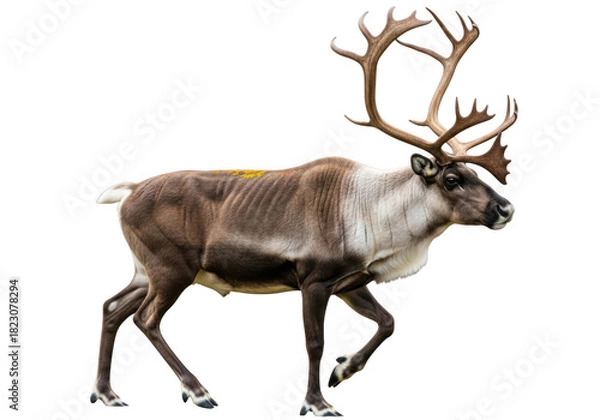 Fototapeta Reindeer walking isolated on transparent background