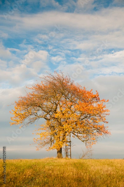 Fototapeta tree in field with sky in autumn