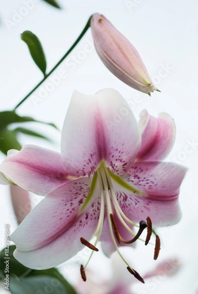 Obraz Anastasia Opienpet Lily. Pink Lily Flower Close-up