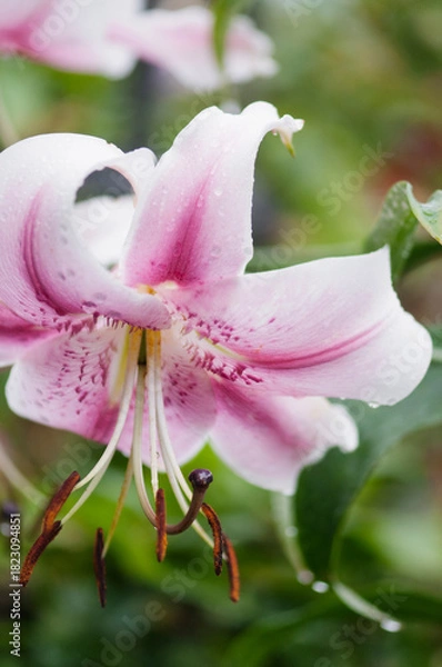 Obraz Anastasia Opienpet Lily. Pink Lily Flower Close-up