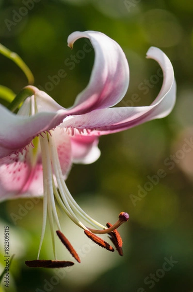 Obraz Anastasia Opienpet Lily. Pink Lily Flower Close-up