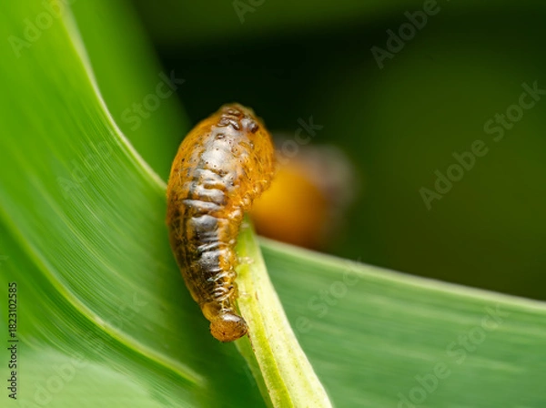 Fototapeta Caterpillar Larva Macro on Green Leaf — Close-Up Insect Life Cycle