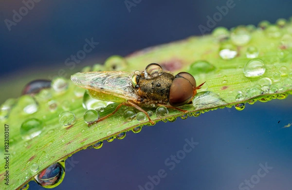 Fototapeta Planthopper Insect Macro with Water Droplets on Leaf — Close-Up Photography