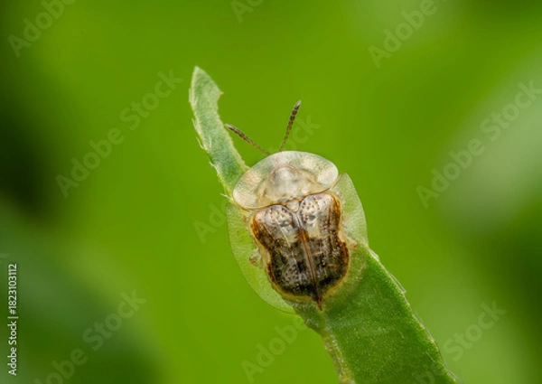 Fototapeta Transparent Tortoise Beetle Macro on Green Leaf—Clear Shell Insect Close-Up