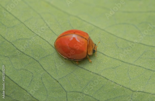 Fototapeta Red Ladybug Macro on Leaf — Close-Up of Smooth Dome-Shaped Beetle