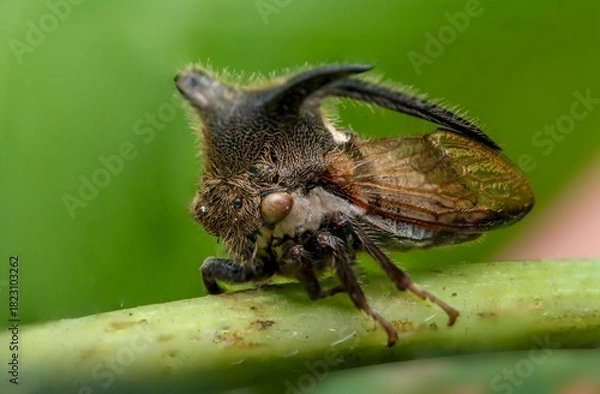 Fototapeta Treehopper Insect Macro on Green Stem with Dark Background