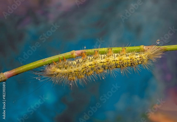 Fototapeta Hairy Yellow Caterpillar Macro on Stem with Dew Drops — Colorful Close-Up Photography