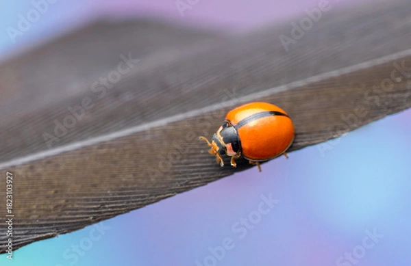 Fototapeta Orange Ladybug Macro on Dry Leaf with Soft Colorful Background — Close-Up Beetle Photography