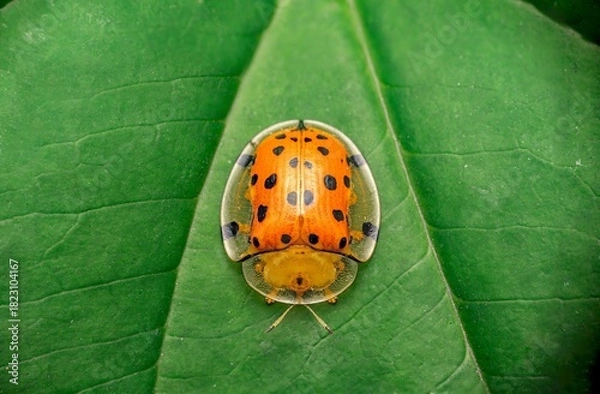 Fototapeta Orange Tortoise Beetle Macro on Green Leaf—Spotted Leaf Beetle Close-Up