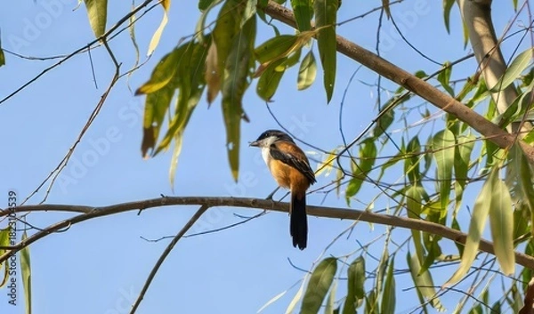 Fototapeta Colorful Bird Perched on Tree Branch in Nature