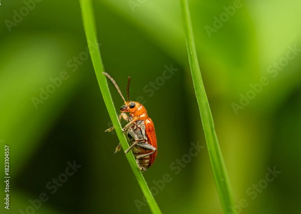 Fototapeta Red Beetle Macro on Green Grass Blade — Close-Up Insect Photography