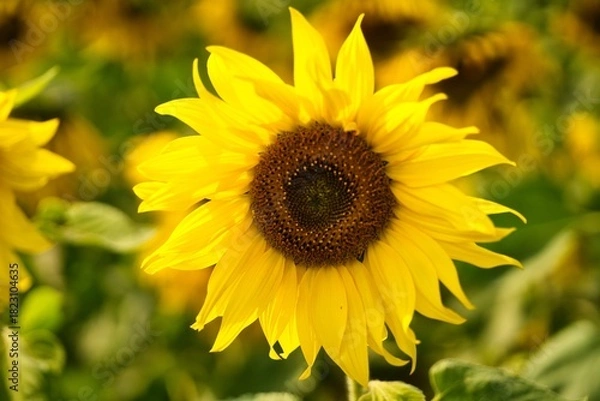Fototapeta Bright Yellow Sunflower in Bloom — Close-Up of Flower Head in Sunlight
