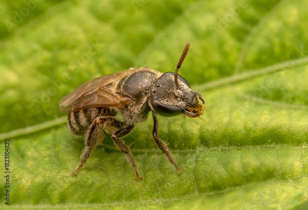 Fototapeta Bee-Like Insect Macro on Green Leaf—Close-Up Nature Photography