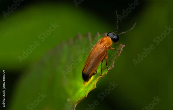 Fototapeta Firefly Beetle Macro on Leaf — Close-Up of Orange Lightning Bug
