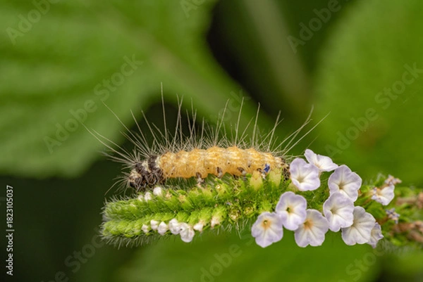 Fototapeta Hairy Caterpillar on Flower Spike — Macro Close-Up of Insect on Blossoms