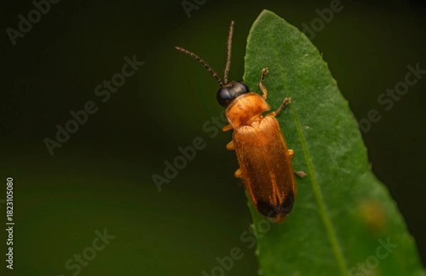 Fototapeta Firefly Beetle Macro on Leaf — Close-Up of Orange Lightning Bug