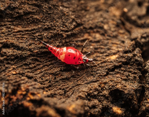 Fototapeta Bright Red Insect on Textured Bark in Macro Photography