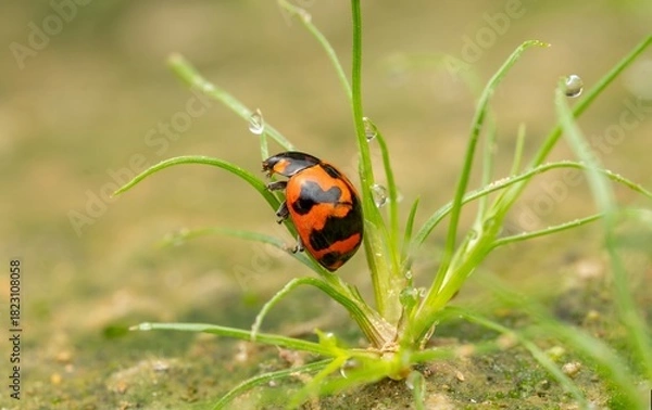 Fototapeta Macro Photo of Red and Black Beetle on Grass with Dew Drops