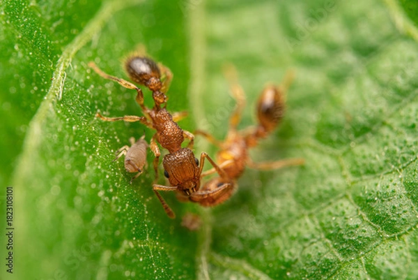 Fototapeta Red Ants on Green Leaf in Close-Up Macro Photography