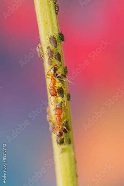 Fototapeta Red Ant on Plant Stem with Small Insects in Macro View