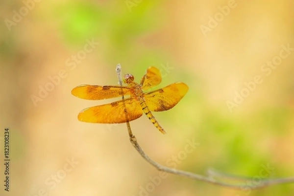 Fototapeta Orange Dragonfly Perched on a Twig in Soft Natural Light