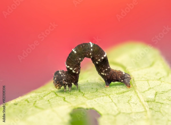 Fototapeta Macro Photo of Inchworm Arching on Leaf