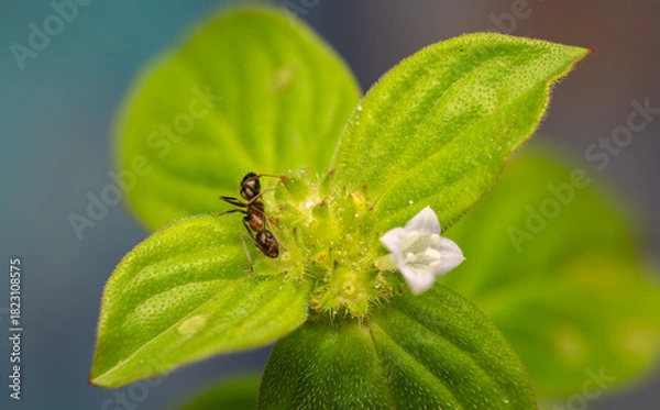 Fototapeta Macro Photo of Ant on Green Leaf with Small Flower