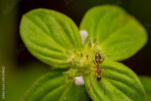Fototapeta Macro Photo of Ant on Green Leaf with Small Flower