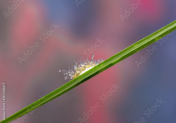 Fototapeta Macro of Dew-Covered Insect Eggs on Grass Blade with Colorful Background