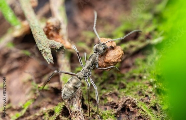 Fototapeta Macro Photo of Ant Carrying Soil on Forest Floor