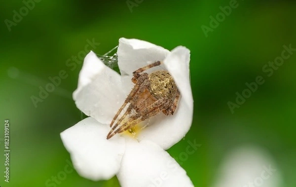 Fototapeta Macro Photo of Spider Hiding Inside a White Flower