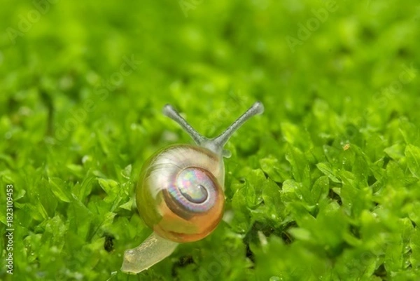 Fototapeta Macro of Tiny Translucent Snail Crawling on Fresh Green Moss